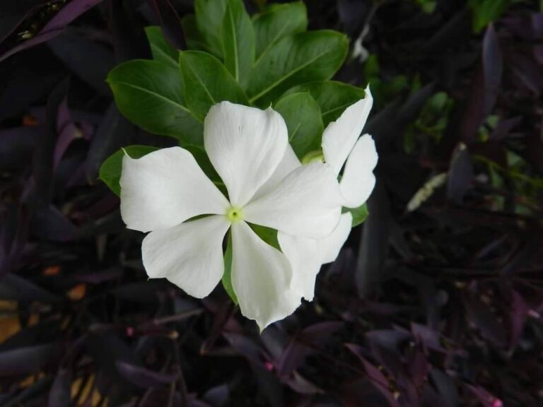 La Vicaria blanca – La Voz de Cabaiguán