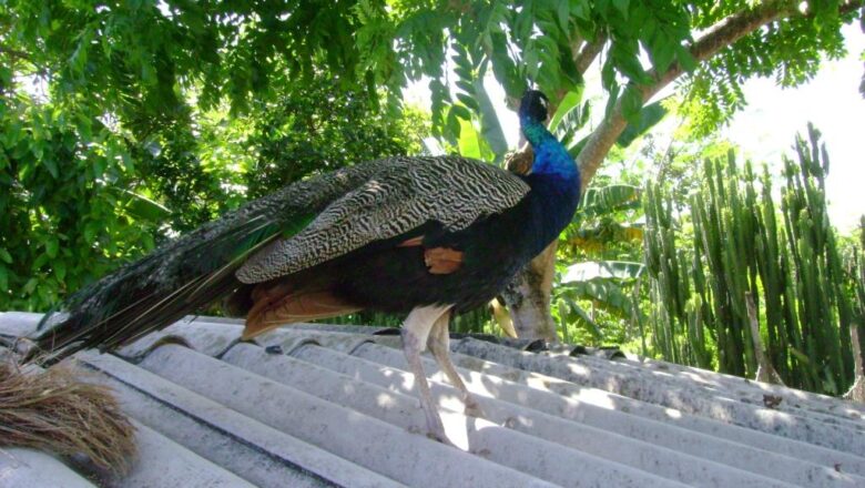 El pavo real