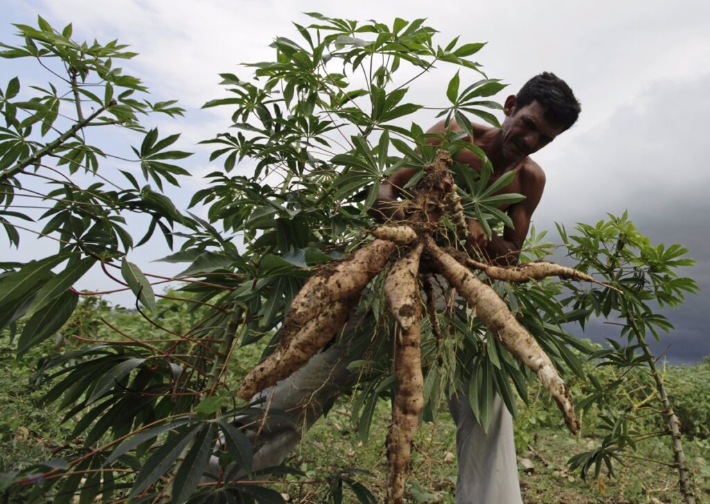 2 agricultura cabaiguan