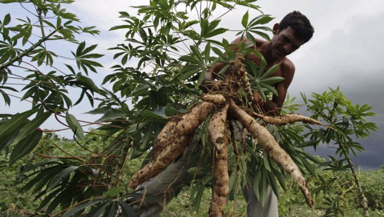 La agricultura y sus estrategias en Cabaiguán (+ Audio)