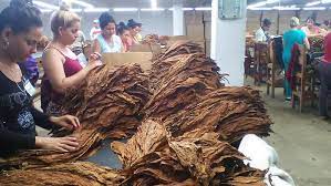 Tabaco pinareño se procesa en Cabaiguán (+ Audio)
