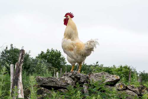 Al cantío de un gallo