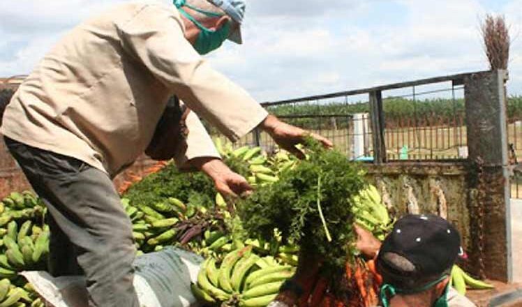 Priorizan producción de alimentos campesinos cabaiguanenses en tiempos de COVID-19
