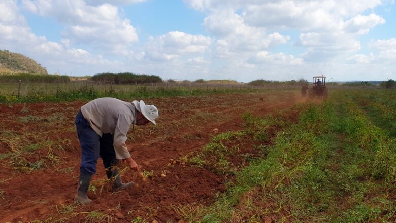 Papa ecológica en suelos de Taguasco