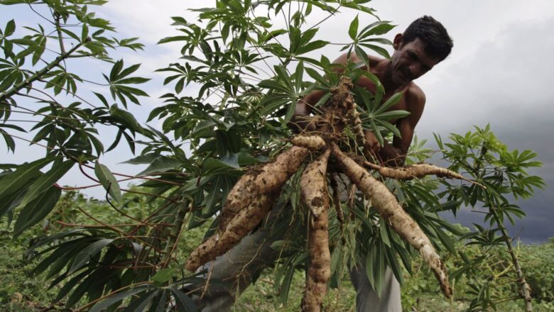 Empresa Agropecuaria de Cabaiguán trata de recuperarse (+ Audio)