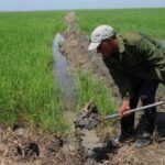 Sancti Spíritus inicia un discreto programa de plantación de arroz en la campaña de frío
