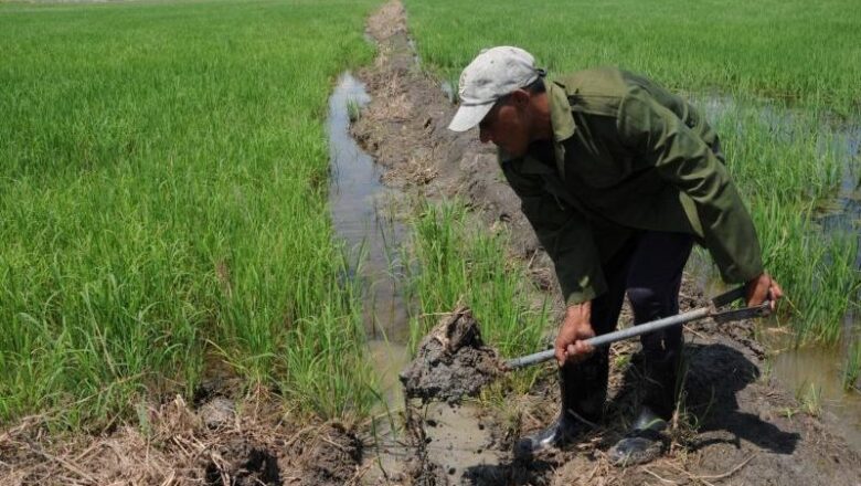Sancti Spíritus inicia un discreto programa de plantación de arroz en la campaña de frío