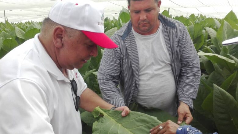 Grupo Tabacuba reconoce labor de vegueros de Cabaiguán (+ Audio y Fotos)