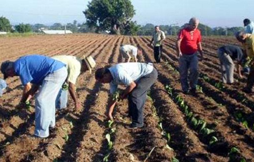 El plan de siembra de tabaco en Cabaiguán está en el pico de la piragua ( + Audio)