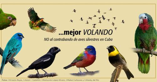 Tráfico de aves endémicas y migratorias