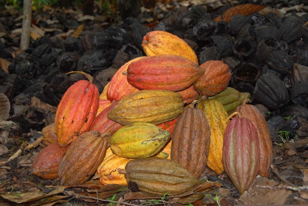 Cacao