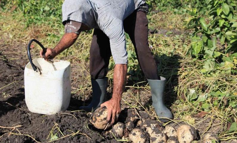 productores foto oas acn