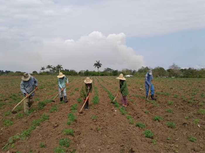 Agricultura