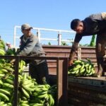 Buró del Partido en Cabaiguán valora implementación de las 63 medidas para la dinamización de la agricultura (+ Audio)