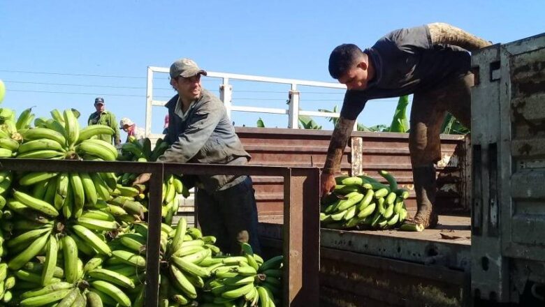 Buró del Partido en Cabaiguán valora implementación de las 63 medidas para la dinamización de la agricultura (+ Audio)