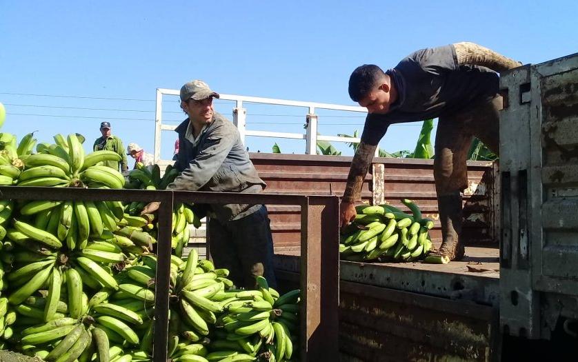 3 agricultura cabaiguan