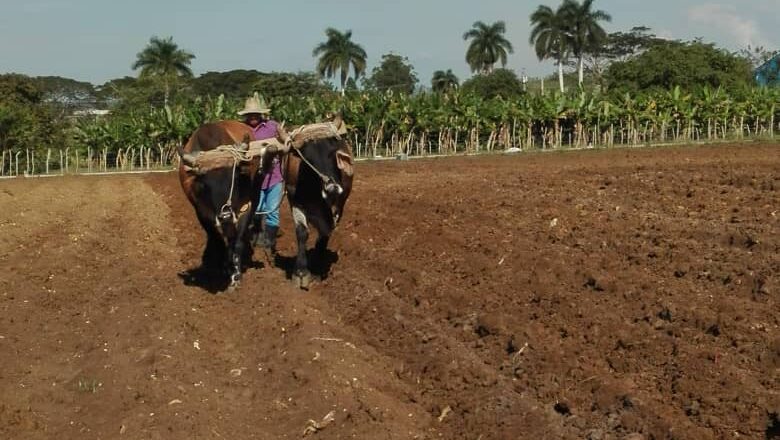 Los bueyes salvan al campo