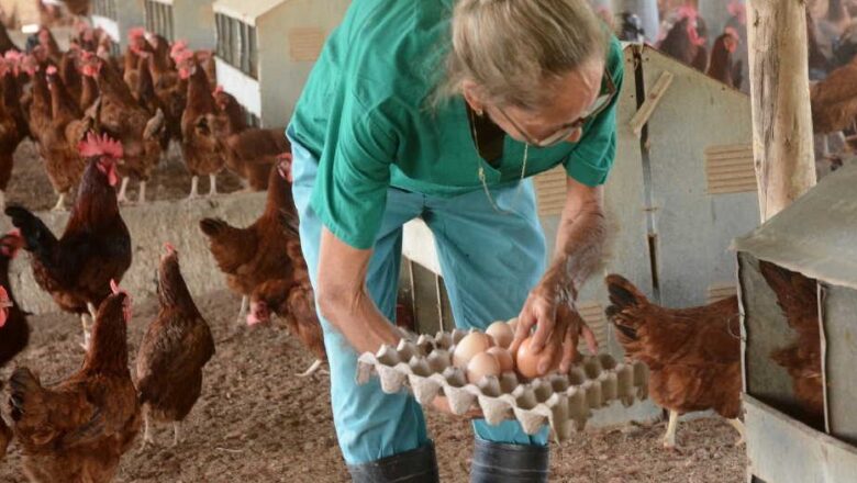 Gallinas semirrústicas: un sendero para el desarrollo local