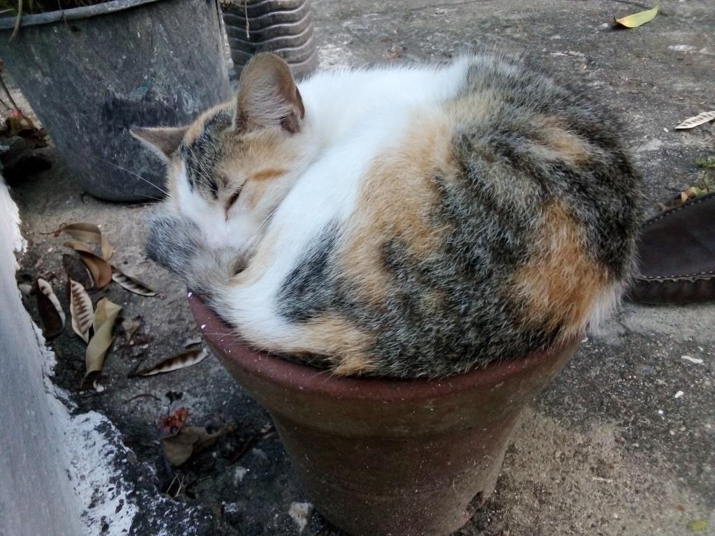 foto de hoy gato maceta