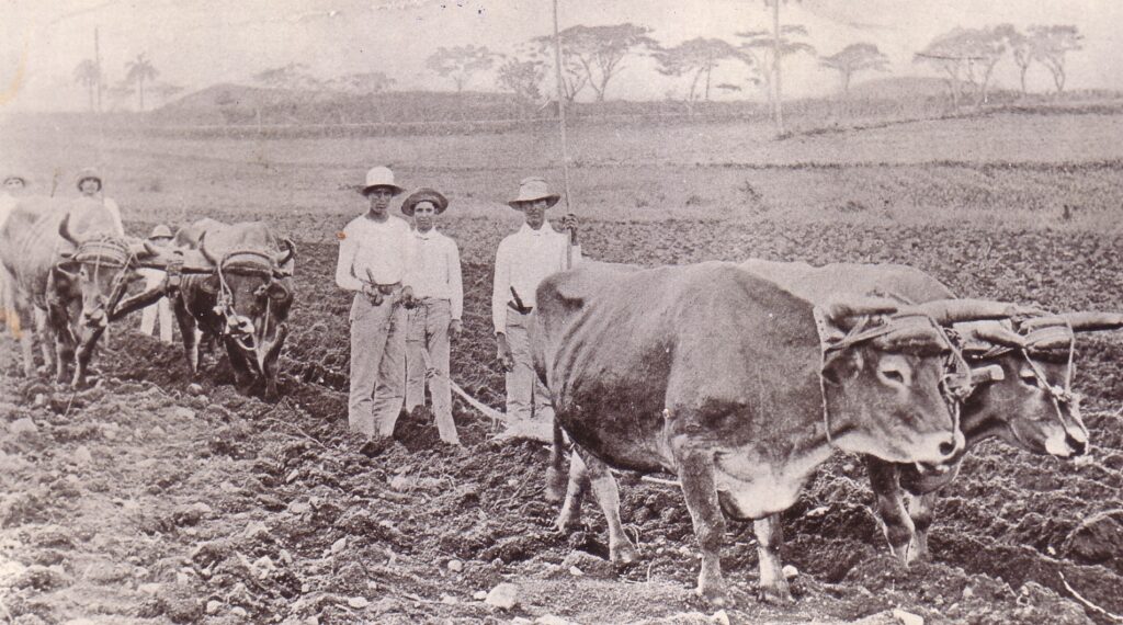 foto de hoy islenos tierra cabaiguan