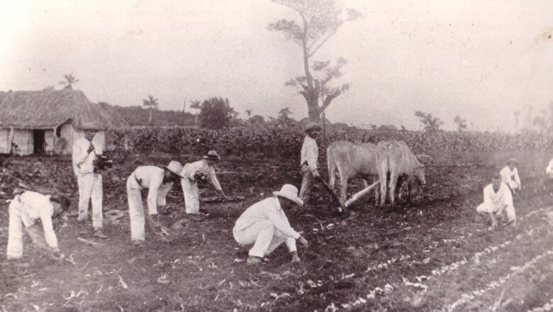 Isleños en la vega