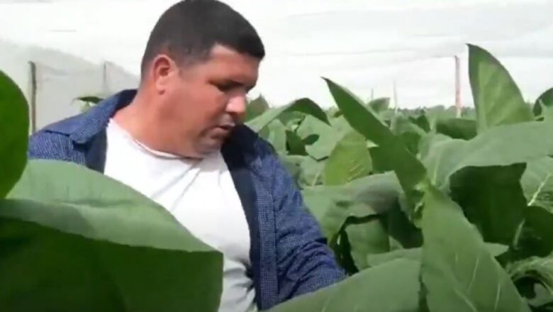 Nominado agricultor cabaiguanense al Premio Habano en la categoría de Producción (+ Audio y Video)