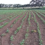 En “La Karioka” se apuesta por la soberanía alimentaria (+ Fotos)