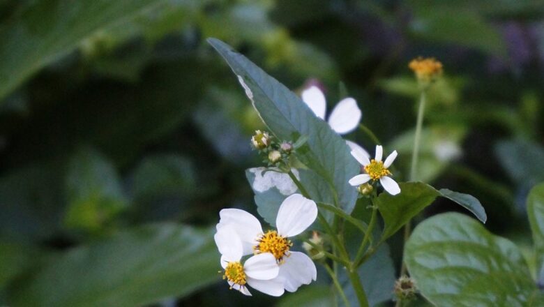 Traza sector farmacéutico en Cabaiguán nueva estrategia de producción de medicamentos de origen natural (+ Audio)