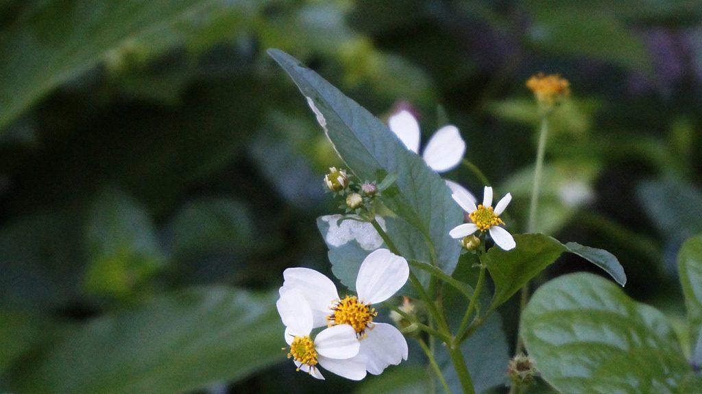 medicamentos