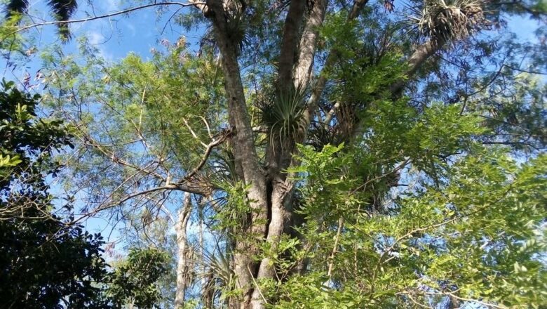 El curujey abunda en Cabaiguán