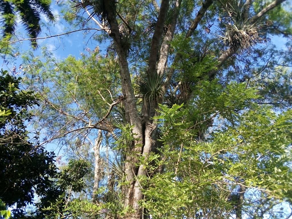 foto de hoy curujey cabaiguan