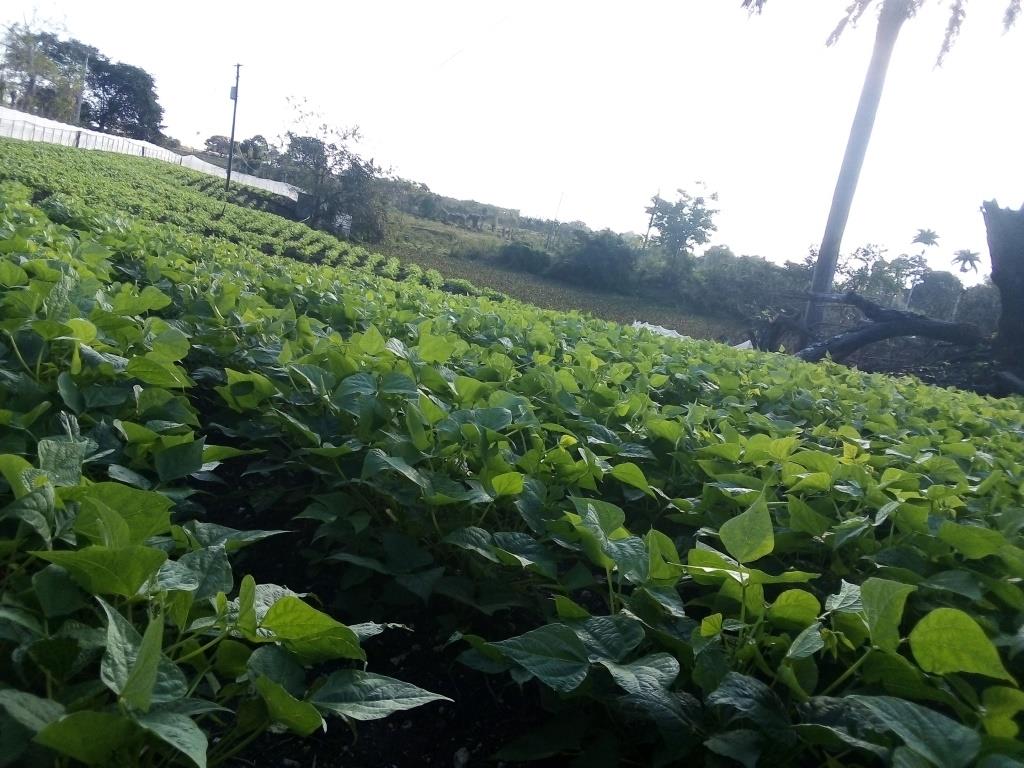 foto de hoy frijoles voluntad