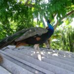 pavo