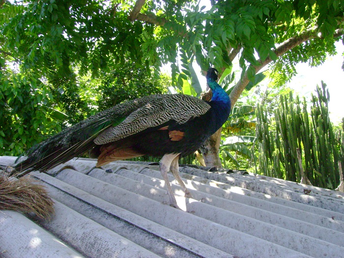 pavo