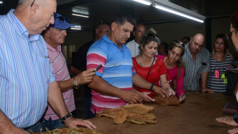 El tabaco tapado se divide en clases y colores