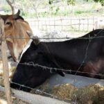 Accionan bases productivas de Cabaiguán ante el incremento sostenido del hurto y sacrificio de ganado mayor (+Audio)