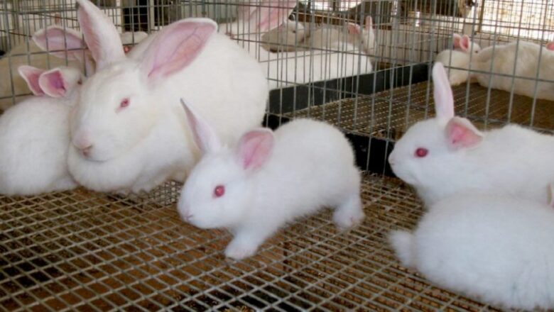 CIGB de Sancti Spíritus: Los conejos robados no tenían tuberculosis