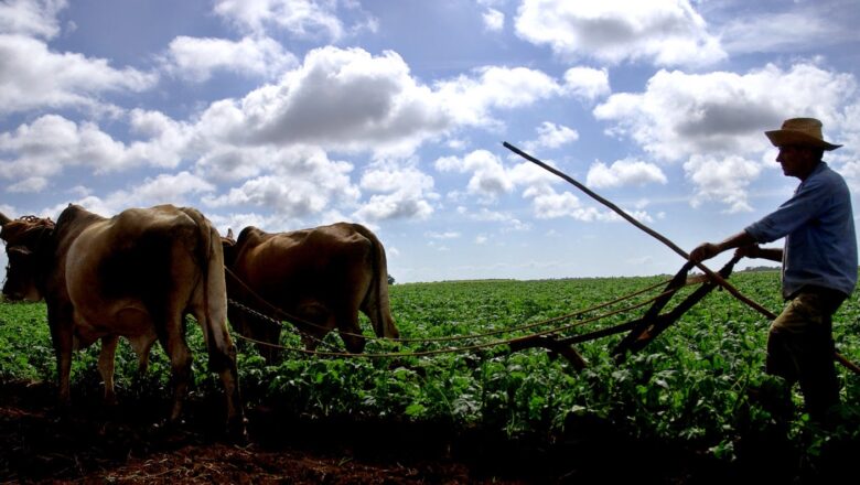 Festejan los campesinos cubanos su día comprometidos con la producción de alimentos