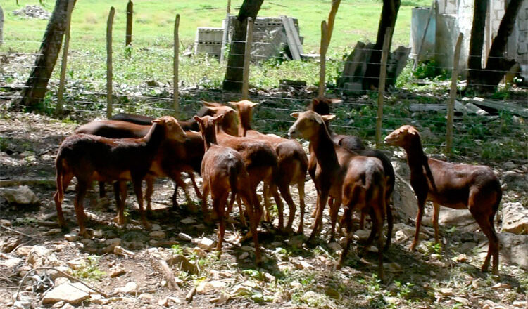 Yaguajay estimula el desarrollo local