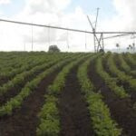 Confirman campesinos cabaiguanenses voluntad de incrementar producciones agropecuarias (+Audio)