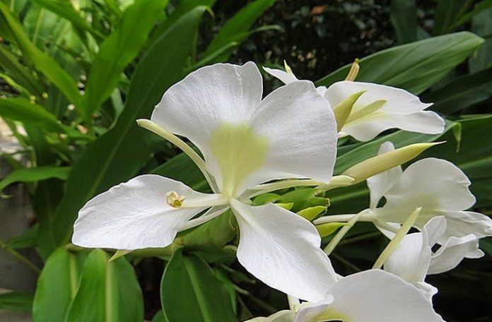 Foto de Hoy FLOR MARIPOSA cabeza listo este 696x456 1