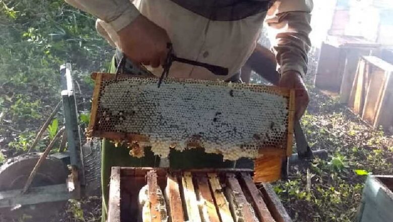 La Apicultura en Sancti Spíritus camina hacia la recuperación de la miel