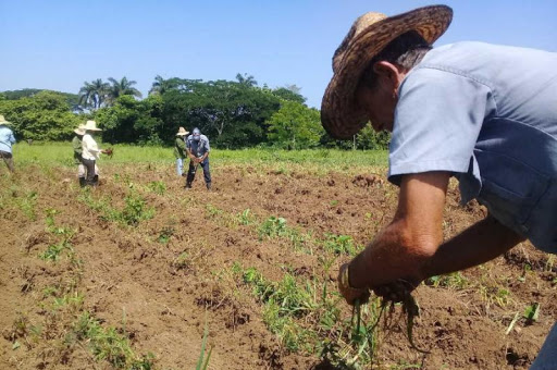 2 campesinos Cabaiguan