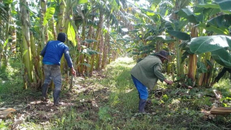 Producción de alimentos en Sancti Spíritus: La bujía de San Andrés