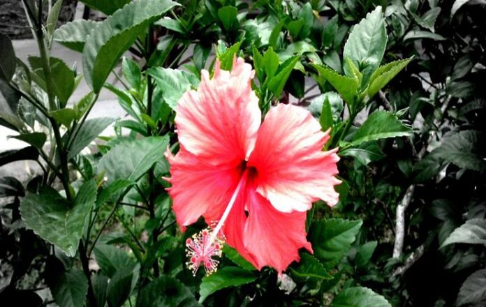 Marpacífico: una flor milagrosa