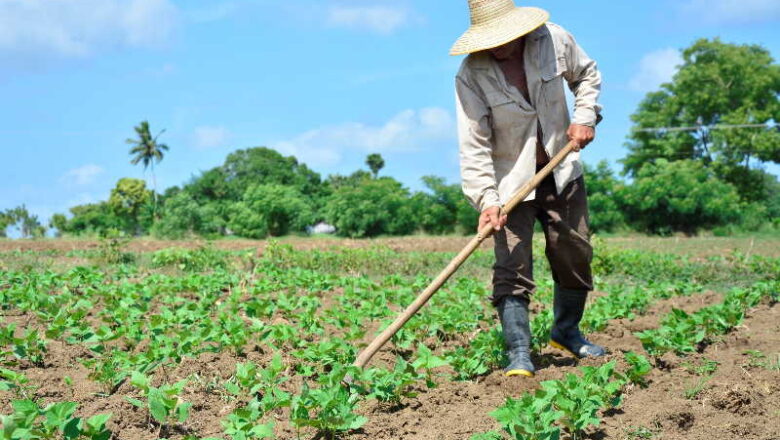 Apuestan agricultores cabaiguanenses por el cumplimiento de sus compromisos productivos