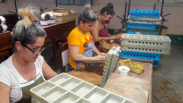 Muestra indicadores de eficiencia producción de tabaco torcido en la provincia