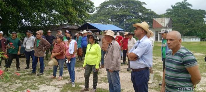 En Cabaiguán ya se planta la campaña de frío (+Audio y Fotos)