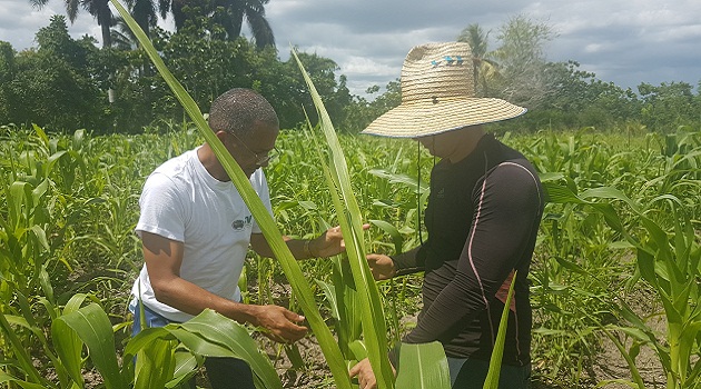 Estación de Protección de Plantas de Cabaiguán brinda asesoría a pie de surco (+ Audio)