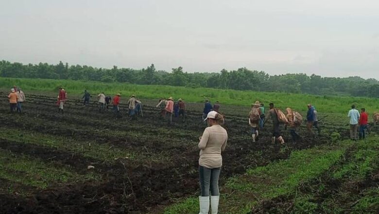 Taguasco se prepara para la siembra de frijoles